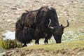 Tibetan yak on pasture Royalty Free Stock Photo