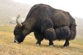Tibetan yak on pasture Royalty Free Stock Photo