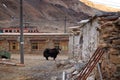 Tibetan Yak at the Rong pu monastery, surrounded by traditional tibetan houses.