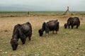 Tibetan Yaks grazing in Qinghai Royalty Free Stock Photo