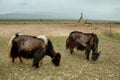 Tibetan Yaks grazing in Qinghai Royalty Free Stock Photo