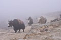 Tibetan yaks in the mist
