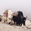Tibetan yaks in the mist.