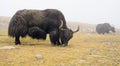 Tibetan yaks on pasture Royalty Free Stock Photo