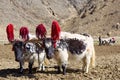 Tibetan yaks Royalty Free Stock Photo