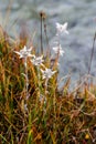 Tibeten edelweiss Royalty Free Stock Photo