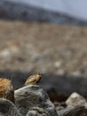 Tibetian patridge perdix hodgsoniae on a rock in ladakh region