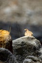 Tibetian patridge perdix hodgsoniae on a rock in ladakh region