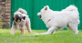 Tibetian terrier and samoyed Royalty Free Stock Photo