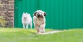 Tibetian terrier and samoyed Royalty Free Stock Photo