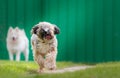 Tibetian terrier and samoyed Royalty Free Stock Photo