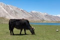 Tibetian yak ox cow bull grazing on mountain grass, leaving poop
