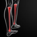 Tibia bone