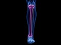 The tibia bone