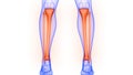 Tibia and Fibula Bone Joints of Human Skeleton System Anatomy 3d rendering Royalty Free Stock Photo