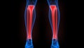 Tibia and Fibula Bone Joints of Human Skeleton System Anatomy X-ray 3D rendering Royalty Free Stock Photo