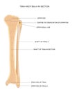 Tibia and fibula- leg bones