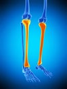 The tibia