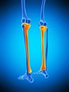 The tibia