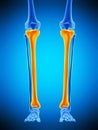 The tibia Royalty Free Stock Photo