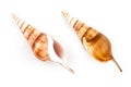 Tibia Shell (Tibia Curta) Royalty Free Stock Photo