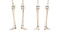 Tibia or shin bone front and rear views 3D rendering illustration isolated on white with copy space. Human skeleton and leg Royalty Free Stock Photo