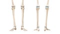 Tibia or shin bone front and rear views 3D rendering illustration isolated on white with copy space. Human skeleton and leg Royalty Free Stock Photo