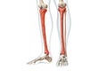 Tibia or shin bone in red color with body 3D rendering illustration isolated on white with copy space. Human skeleton and leg Royalty Free Stock Photo