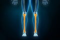 Tibia or shinbone x-ray front or anterior view. Osteology of the human skeleton, leg or lower limb bones 3D rendering illustration