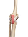The tibial collateral ligament Royalty Free Stock Photo