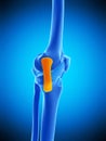 The tibial collateral ligament Royalty Free Stock Photo