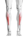 the tibialis anterior