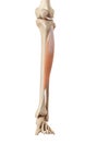 The tibialis anterior