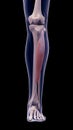 The tibialis anterior Royalty Free Stock Photo