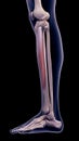 The tibialis anterior Royalty Free Stock Photo