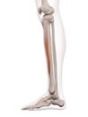 The tibialis anterior Royalty Free Stock Photo