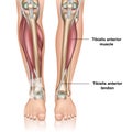 Tibialis anterior muscle 3d medical vector illustration on white background Royalty Free Stock Photo