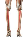 The tibialis posterior Royalty Free Stock Photo