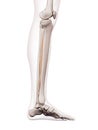 The tibialis posterior Royalty Free Stock Photo