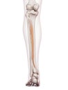 The tibialis posterior Royalty Free Stock Photo