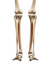 The tibialis posterior Royalty Free Stock Photo