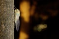 Tibicen pruinosus cicada on a tree