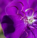 Tibouchina