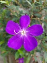 Tibouchina or Brazilian spider or Princess flower  in natural background Royalty Free Stock Photo