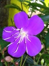 Tibouchina flower Royalty Free Stock Photo