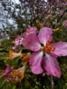 Tibouchina fraterna flower with vibrant, deep purple petals is pictured in a lush, natural setting