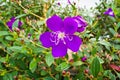 Tibouchina Royalty Free Stock Photo