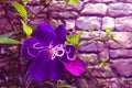 Tibouchina granulosa, Purple princess flower in the garden, Magenta tone