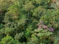 Tibouchina granulosa seasonal flowers tree contrast in green forest