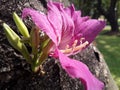 TIBOUCHINA MUTABILIS FLOWER  ATTACHED LIKE A FERN WITH TREE SKIN TEXTURE BACKGROUND Royalty Free Stock Photo